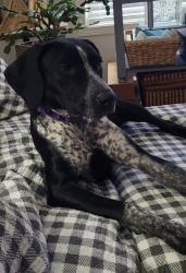 Lost Female Dog last seen Gatewood neighborhood, Phenix City, AL 36870