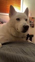 Reunited Unknown Dog last seen S Bryant Ave & Thunderbird Blvd, Edmond, OK 73013, USA, Edmond, OK 73013