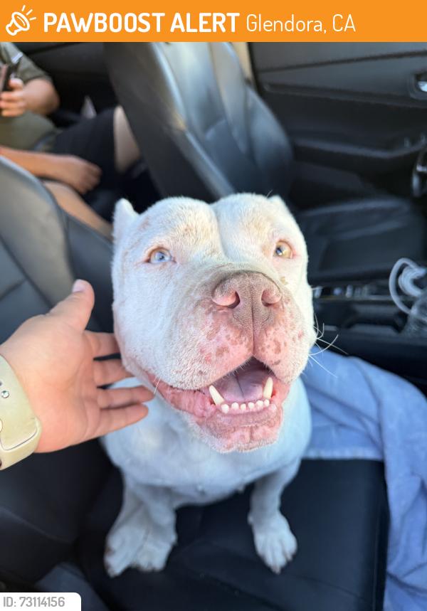 Found/Stray Female Dog last seen Glendora mountian road, Glendora, CA 91741