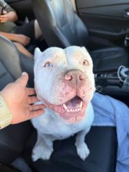 Found/Stray Female Dog last seen Glendora mountian road, Glendora, CA 91741