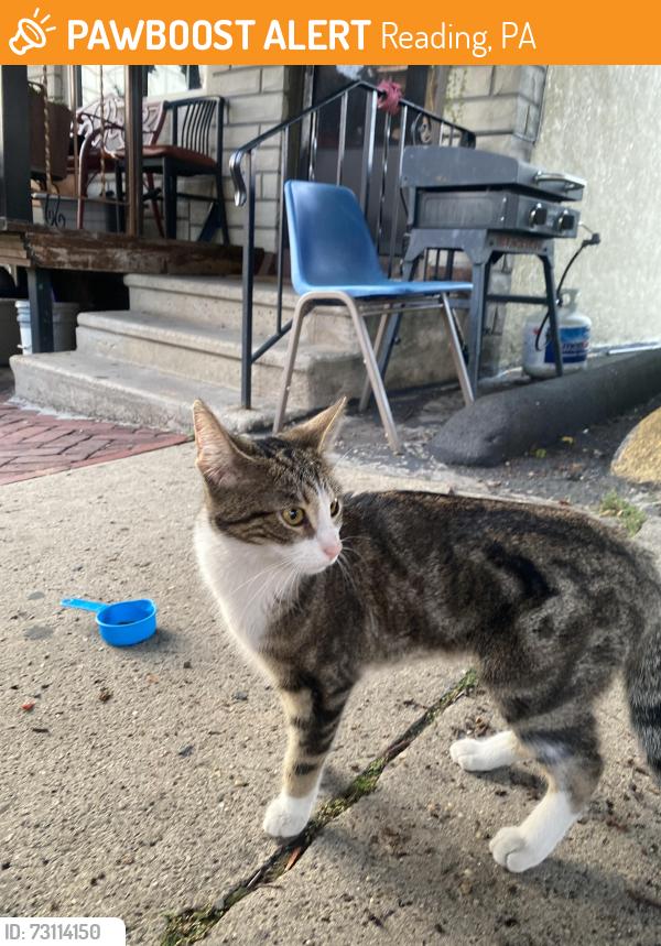 Found/Stray Unknown Cat last seen Near the restaurant la fogata., Reading, PA 19604