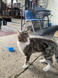 Found/Stray Unknown Cat last seen Near the restaurant la fogata., Reading, PA 19604