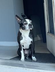 Reunited Male Dog last seen Yale Ave. & Xanadu Way, Aurora, CO 80014