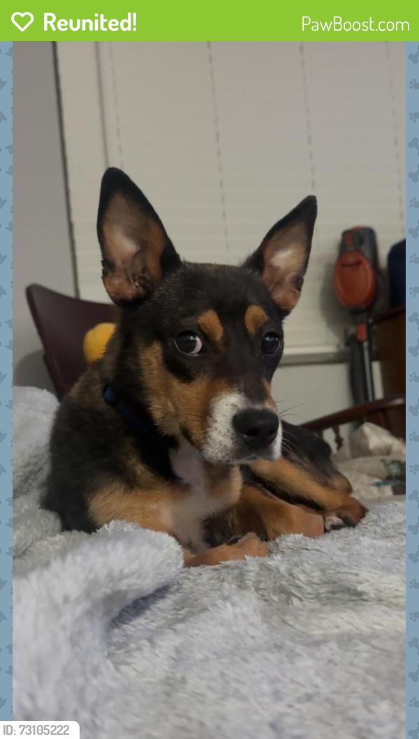 Reunited Male Dog last seen Raeford Rd and Rim Rd, Fayetteville, NC 28304