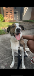Found/Stray Male Dog last seen Moonmist Dr & renwick Dr, Houston, TX 77081