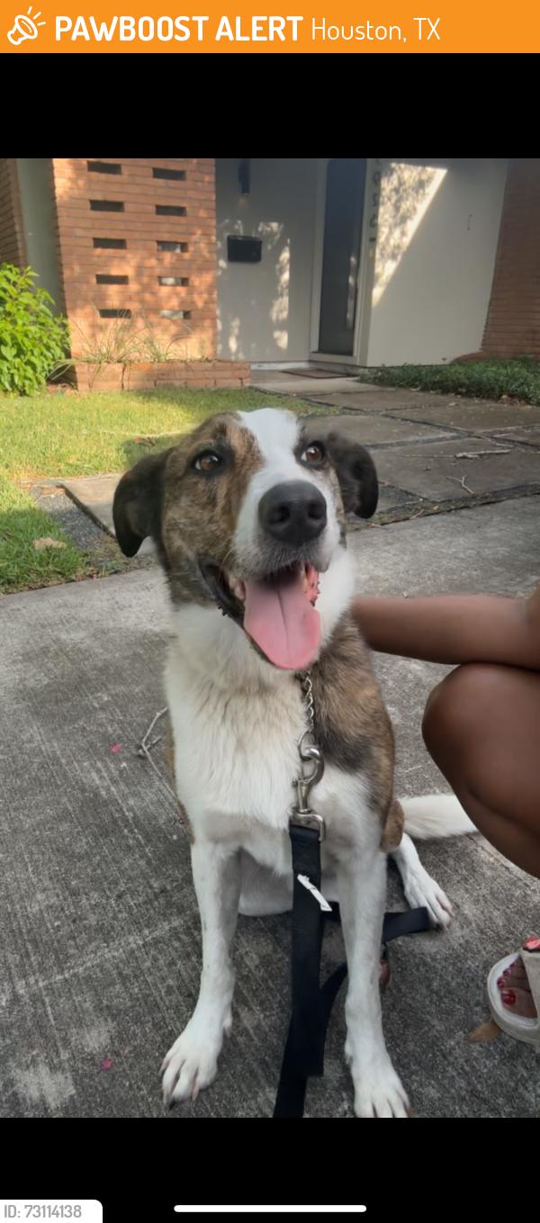 Found/Stray Male Dog last seen Moonmist Dr & renwick Dr, Houston, TX 77081