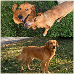 Lost Male Dog last seen Breaux Bridge Hwy, Breaux Bridge, LA 70517