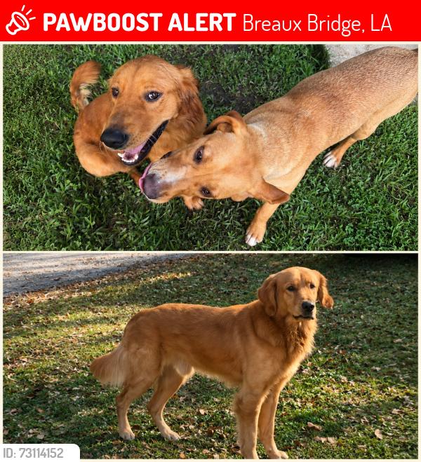 Lost Male Dog last seen Breaux Bridge Hwy, Breaux Bridge, LA 70517