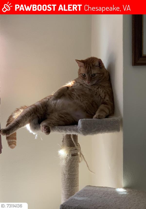 Lost Male Cat last seen Hornsea Road, Chesapeake Va, Chesapeake, VA 23325