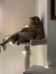 Lost Male Cat last seen Hornsea Road, Chesapeake Va, Chesapeake, VA 23325