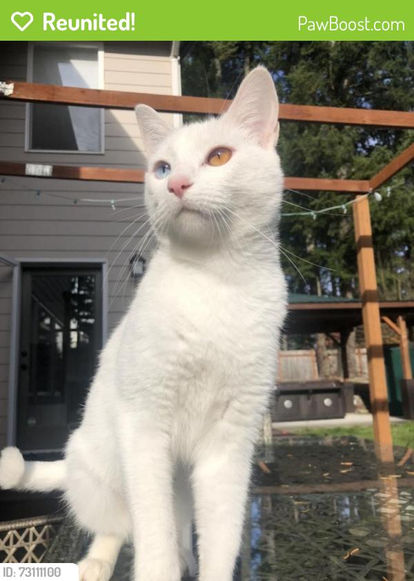 Reunited Female Cat last seen 16318–16398 SE 240th St Kent, WA 98042 United States, Kent, WA 98042