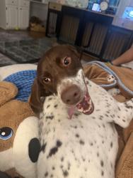 Found/Stray Female Dog last seen South Peace Haven, Clemmons, NC 27012