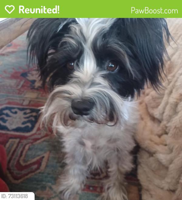Reunited Female Dog last seen Avana, Austin, TX 78739