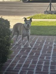 Reunited Male Dog last seen Windward Ln, Newport Beach, CA 92660