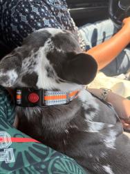 Reunited Male Dog last seen 20th ave and Martin Luther king jr blvd, Sacramento, CA 95820