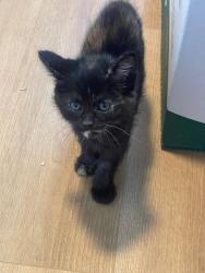 Lost Female Cat last seen ashmont drive, St. Louis, MO 63136