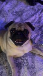 Lost Male Dog last seen Autumn and Emerson, Belton, MO 64012