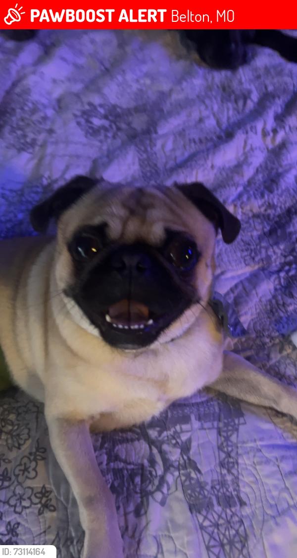 Lost Male Dog last seen Autumn and Emerson, Belton, MO 64012