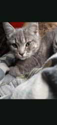 Lost Male Cat last seen Black's Smuggler Winery, Bosque, NM 87006