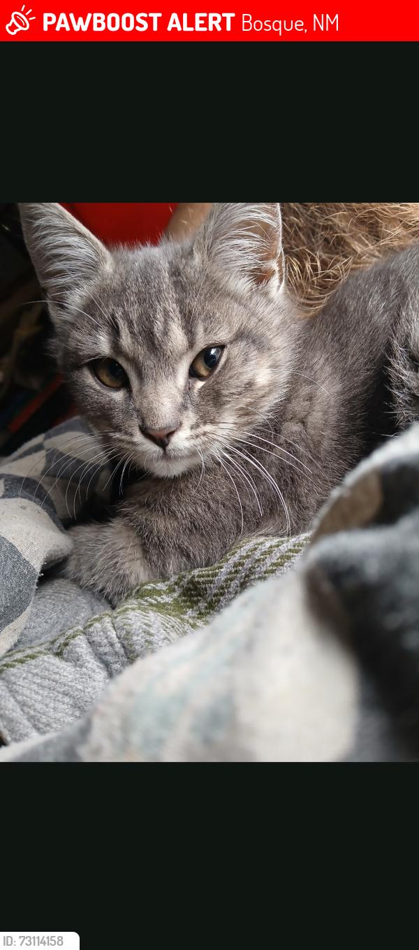 Lost Male Cat last seen Black's Smuggler Winery, Bosque, NM 87006