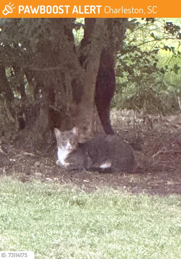 Found/Stray Unknown Cat last seen Under my hse, Charleston, SC 29412