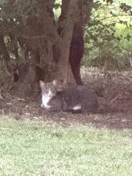 Found/Stray Unknown Cat last seen Under my hse, Charleston, SC 29412