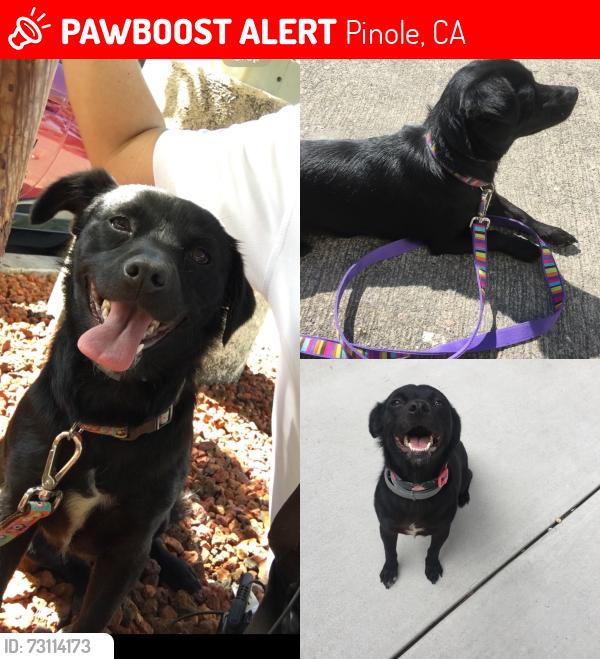 Lost Female Dog last seen Near Tara Hills dr, Pinole, CA 94564