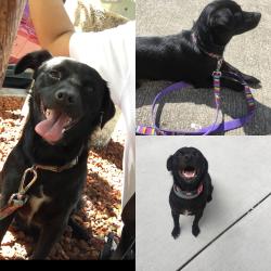Lost Female Dog last seen Near Tara Hills dr, Pinole, CA 94564