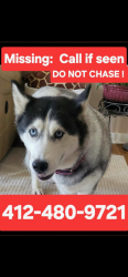 Reunited Female Dog last seen St Elias Church, Munhall, PA 15120