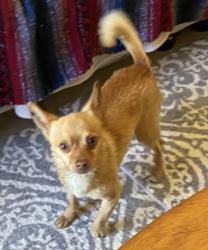 Reunited Male Dog last seen Elk Grove-Florin, Sacramento, CA 95828