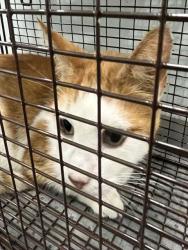 Shelter Stray Male Cat last seen SUMMIT ST SORRENTO, 12280 County Rd 448, Tavares, FL 32778, USA