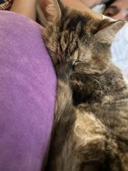 Reunited Female Cat last seen Country club and Campbell, Tucson, AZ 85716