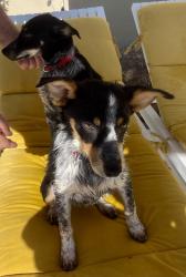 Found/Stray Male Dog last seen Perryville and Broadway, Goodyear, Goodyear, AZ 85338