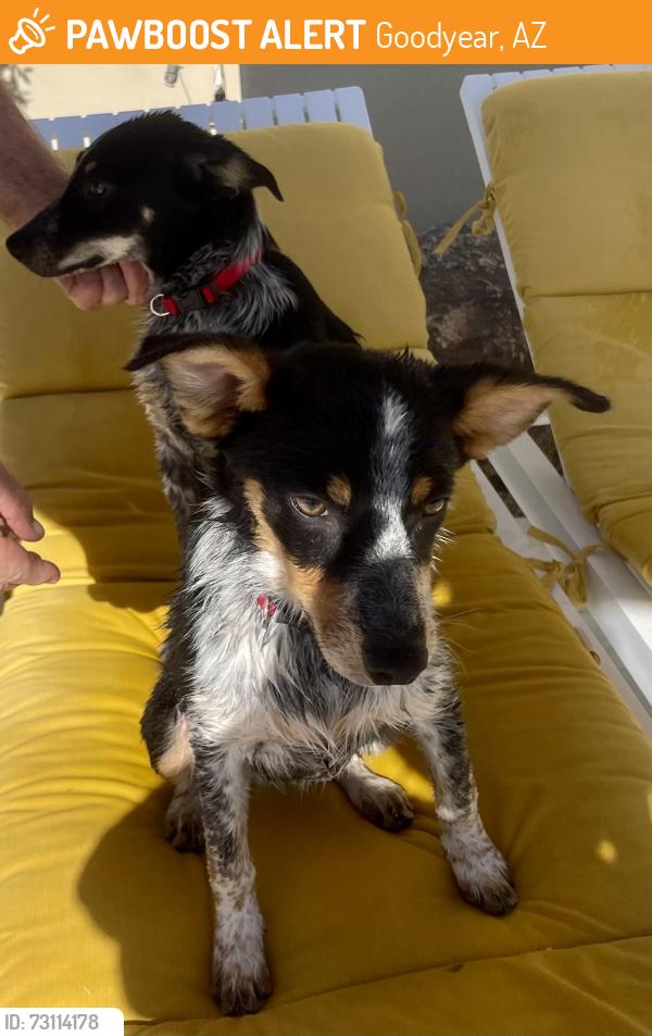 Found/Stray Male Dog last seen Perryville and Broadway, Goodyear, Goodyear, AZ 85338
