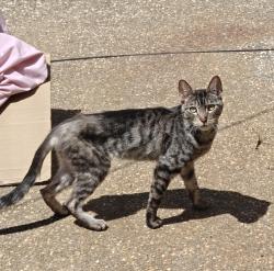Found/Stray Female Cat last seen Palmdell Way, Fair Oaks, CA 95628