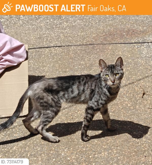 Found/Stray Female Cat last seen Palmdell Way, Fair Oaks, CA 95628