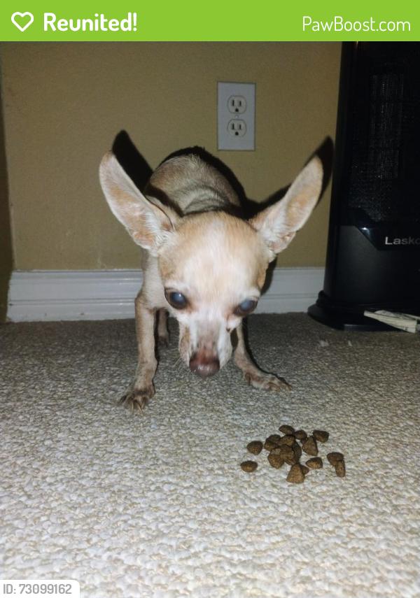 Reunited Male Dog last seen Mcoll & East Camilia, McAllen, TX 78501