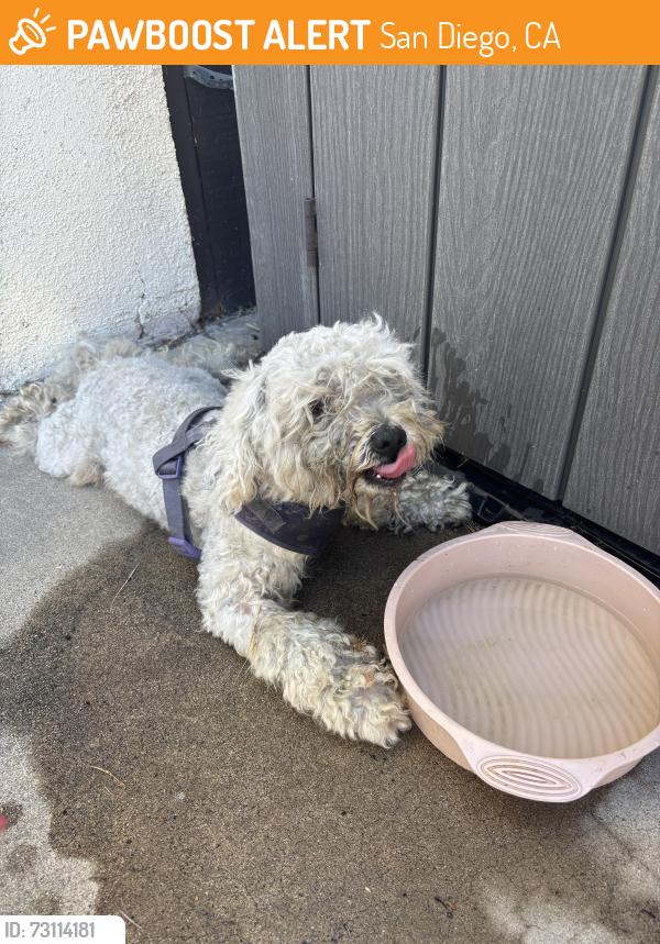 Found/Stray Male Dog last seen Near 30th St, San Diego, CA 92116, San Diego, CA 92116