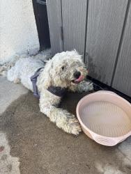 Found/Stray Male Dog last seen Near 30th St, San Diego, CA 92116, San Diego, CA 92116