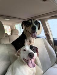 Found/Stray Male Dog last seen Lake drive and 43rd Street, Columbus, GA 31904