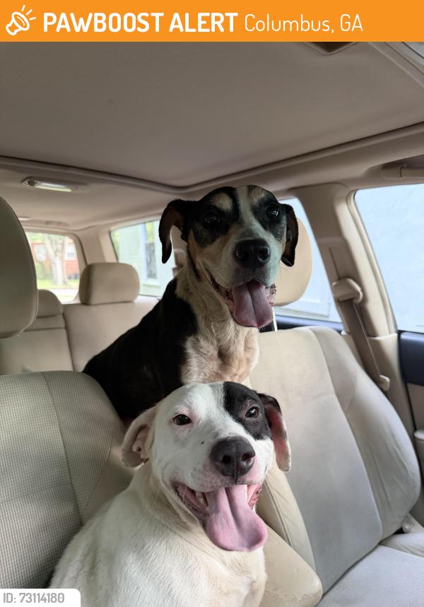 Found/Stray Male Dog last seen Lake drive and 43rd Street, Columbus, GA 31904