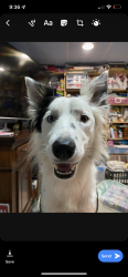 Reunited Female Dog last seen Near 33rd St SE, Ruskin, Ruskin, FL 33570
