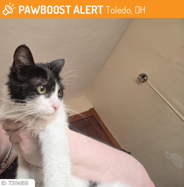 Found/Stray Female Cat last seen Airport hwy and Decatur, Toledo, OH 43609