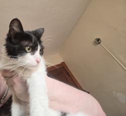 Found/Stray Female Cat last seen Airport hwy and Decatur, Toledo, OH 43609