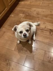 Reunited Female Dog last seen Dalewood/ Andderson, Lyndhurst, OH 44124