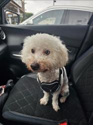 Reunited Male Dog last seen 5th ave and 84th St, Inglewood, CA 90301