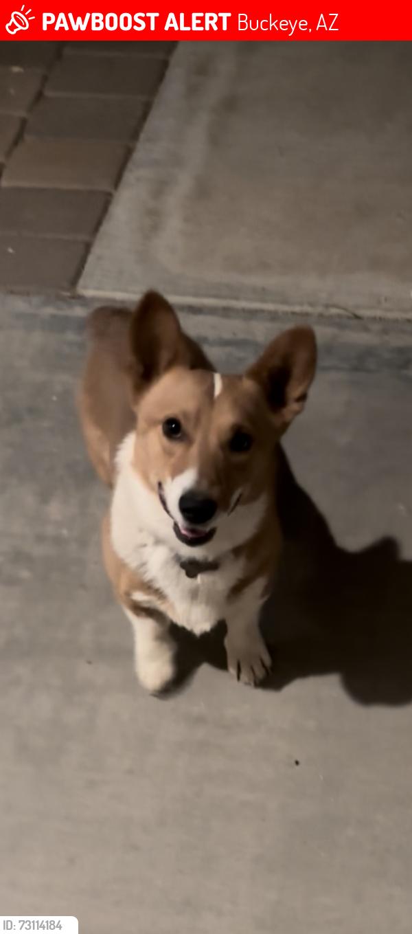 Lost Male Dog last seen 195th and Thomas ave, Buckeye, AZ 85396