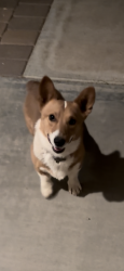 Lost Male Dog last seen 195th and Thomas ave, Buckeye, AZ 85396