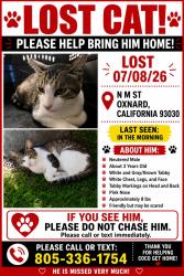 Reunited Male Cat last seen Ventura rd oxnard, Oxnard, CA 93030
