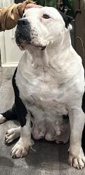 Lost Female Dog last seen Greenway ave, Winston-Salem, NC 27105